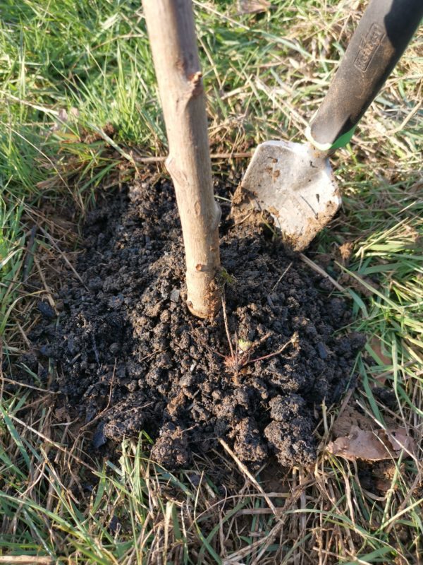 Biochar applied to base of tree after planting